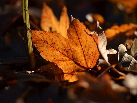 Balade naturaliste : "Les p’tites trouvailles"