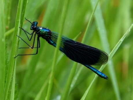 Balade naturaliste : "Le défilé des couleurs"