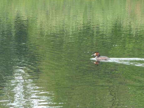 Balade naturaliste : découverte des bassins filtrants