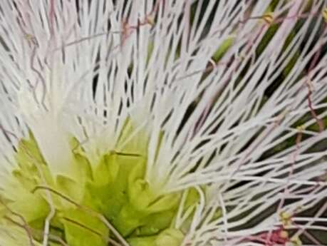 Stage Art floral réaliser un Kokedama
