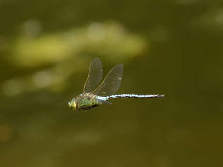 Balade naturaliste : "Guernica dans la mare"