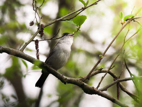 Balade naturaliste : "Edit(h)ons le chant des Piafs"