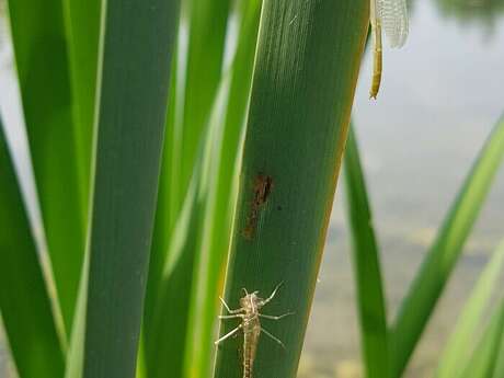 Balade naturaliste : "Libellules à la Gîte"