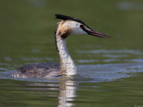 Balade naturaliste : "Mue d’automne"