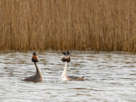 A la rencontre des oiseaux du marais de Fretin