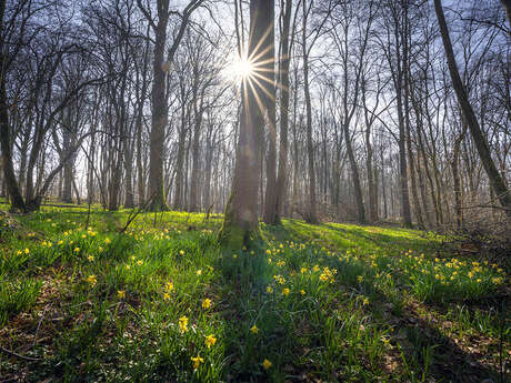 Bois départemental de maroeuil - doudou visite la forêt