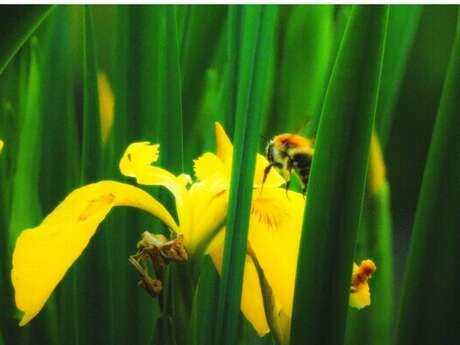 Balade naturaliste : l’art de la séduction à la florale