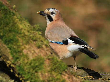 Bois durieux (neuville-bourjonval) - les oiseaux du boisement