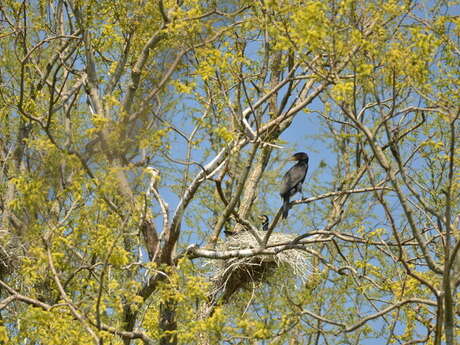 Zoom sur le Grand Cormoran