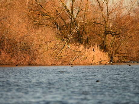 Balade naturaliste : palette automnale