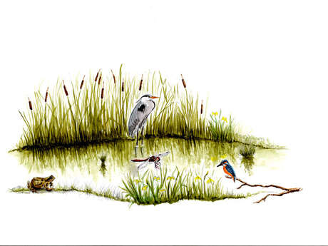 Balade naturaliste : "À l’assaut des mares"