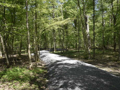 Le bois d'Epinoy et son écosystème