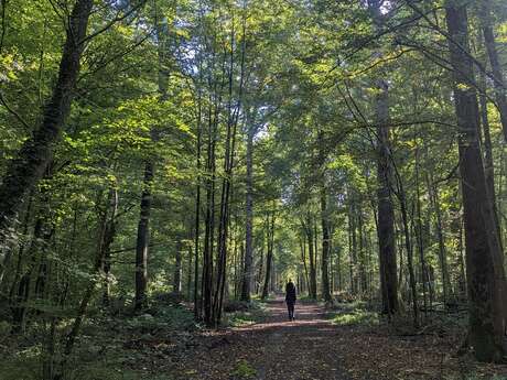 Bois de Frémontiers