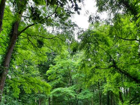 Sortie découverte sur le Sentier « Du bois au marais »