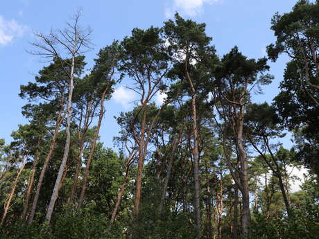 Forêt Domaniale de Marchiennes