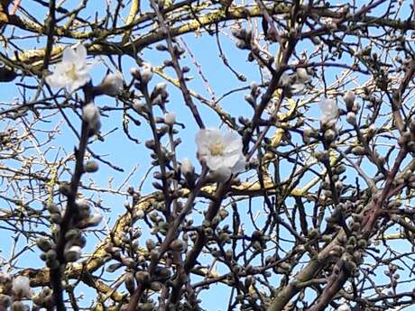 Progresser en art floral :utilisation des branches