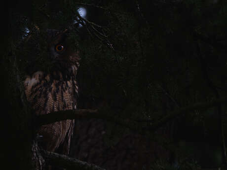 Balade naturaliste : écran noir dans les bois