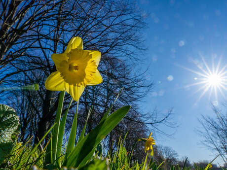 Palette de fleurs et de plumes