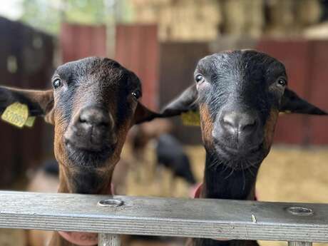 Rendez-vous original : Rencontre avec les biquettes de la ferme du Val Vermand