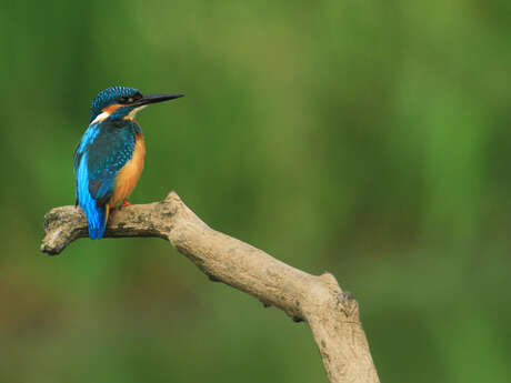 Domaine de bellenville - escape game sur les oiseaux du pas-de-calais