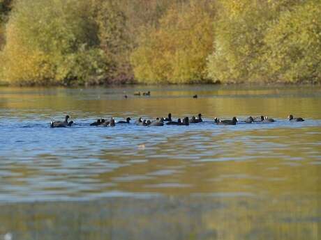 Balade naturaliste : la chorégraphie des migrateurs