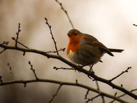 Balade naturaliste : "Demain dès l’aube"