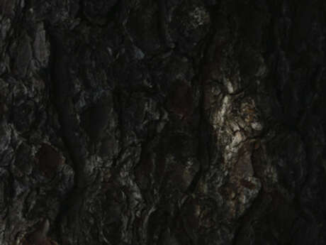 Balade naturaliste : "Entrelacs entre arbres"