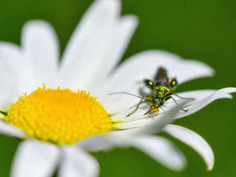 Bois départemental de maroeuil - rallye pollinisateurs