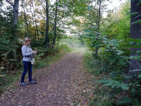 Shinrin Yoku en forêt de Bonsecours