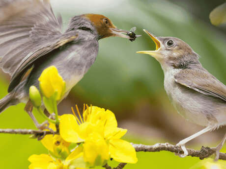 Observation des oiseaux