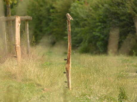 Balade naturaliste : chouette, un hibou !
