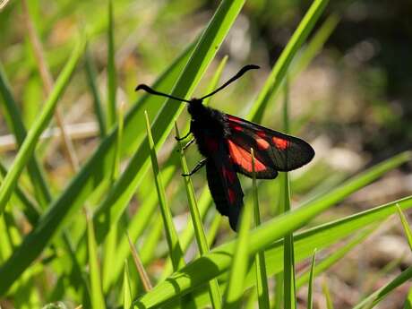 Sortie nature : Nos amis les pollinisateurs
