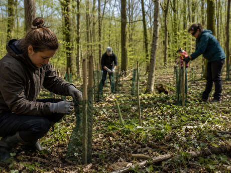 Bois des hautois - chantier nature