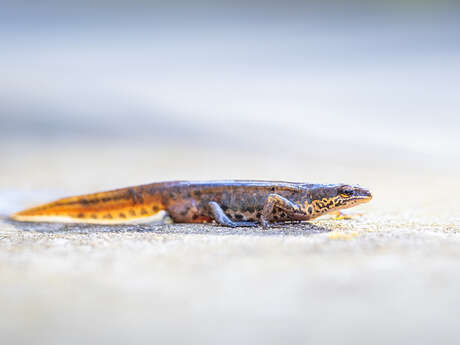 Cap gris-nez - tritons and co