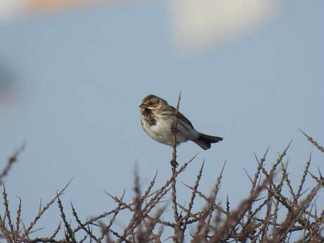 Sortie nature : Les oiseaux de l’Etang Saint-Ladre