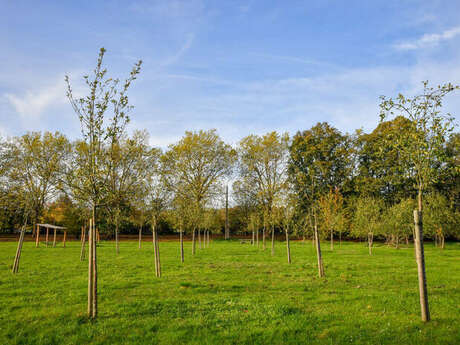 Atelier taille des arbres tiges