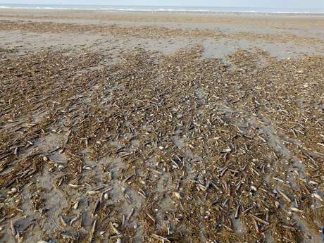 BALADE GUIDEE "Les secrets de la laisse de mer"