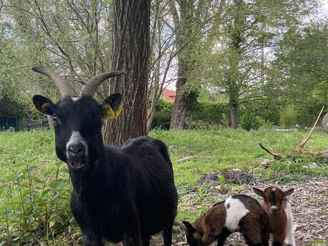 Visite guidée : l’éco-pâturage ? Mais à quoi ça sert ?