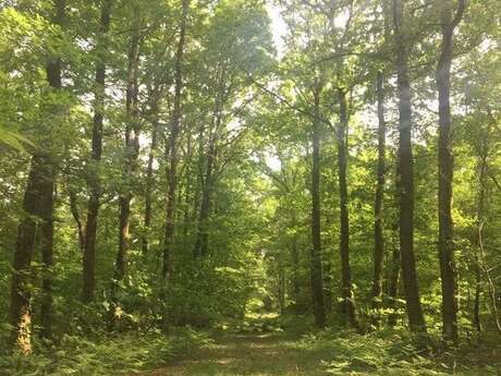 Conférence — Entreprises & Biodiversité : s'engager et agir