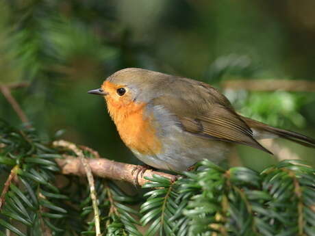 Créa’nature : initiation à la peinture naturaliste (adultes)