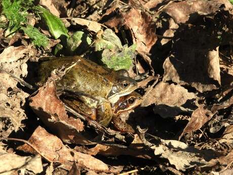 Des grenouilles et des tritons