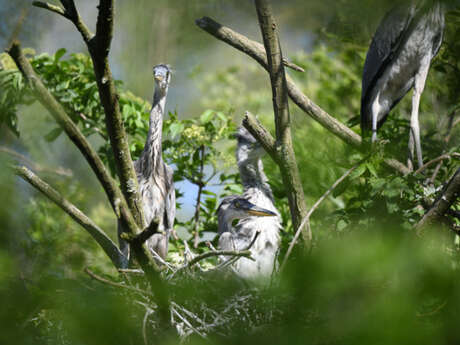 Balade naturaliste : les ailes du crépuscule