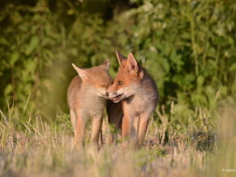 Conférence : la vie secrète du Parc de la Deûle