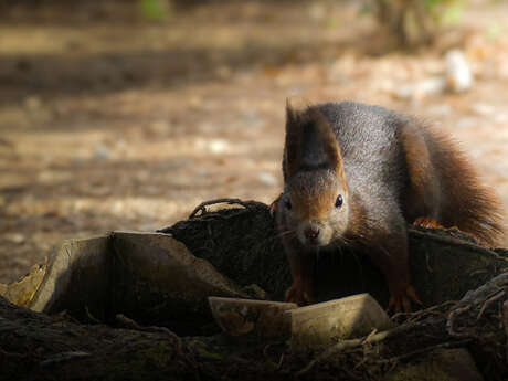 Balade naturaliste : "L’écureuil, petit artiste de la forêt"