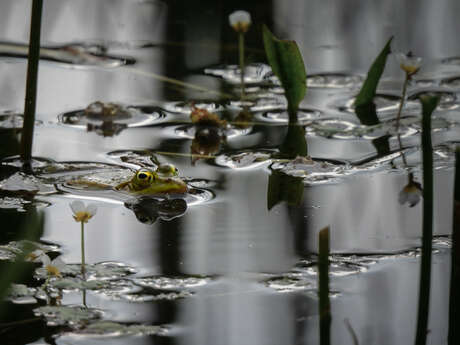 Balade naturaliste : la vie dans l’eau