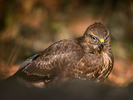 Bois départemental de maroeuil - les rapaces du bois