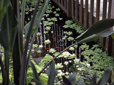 Les serres du jardin botanique