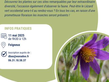 Sortie Nature - Le coteau du Châtel haut en couleurs !