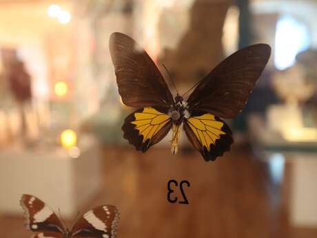 Atelier enfants au Musée des papillons : Des insectes en fleurs