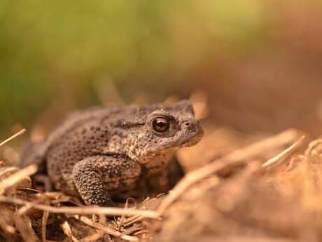 Balade naturaliste : Anoures au Marais